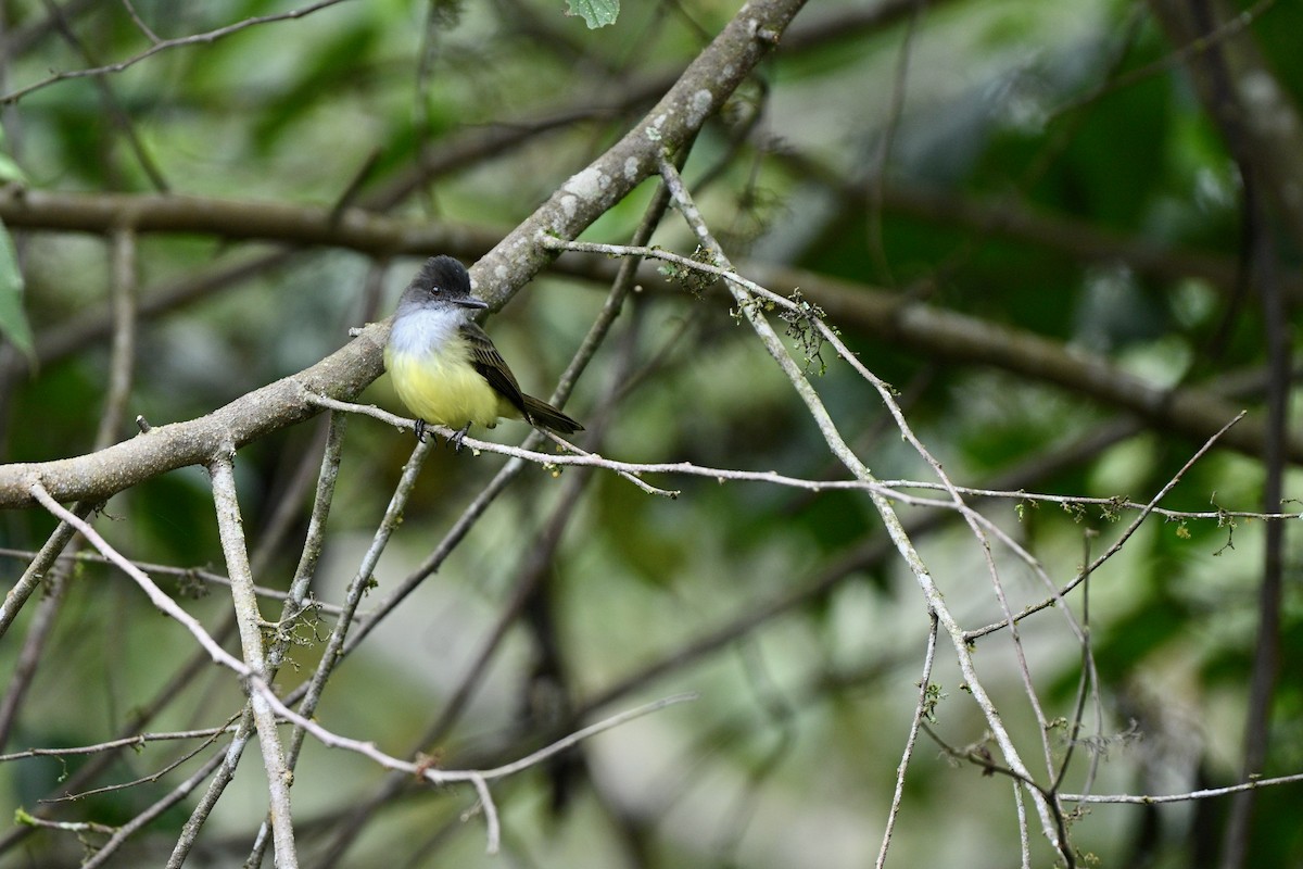 Dusky-capped Flycatcher - ML646851594