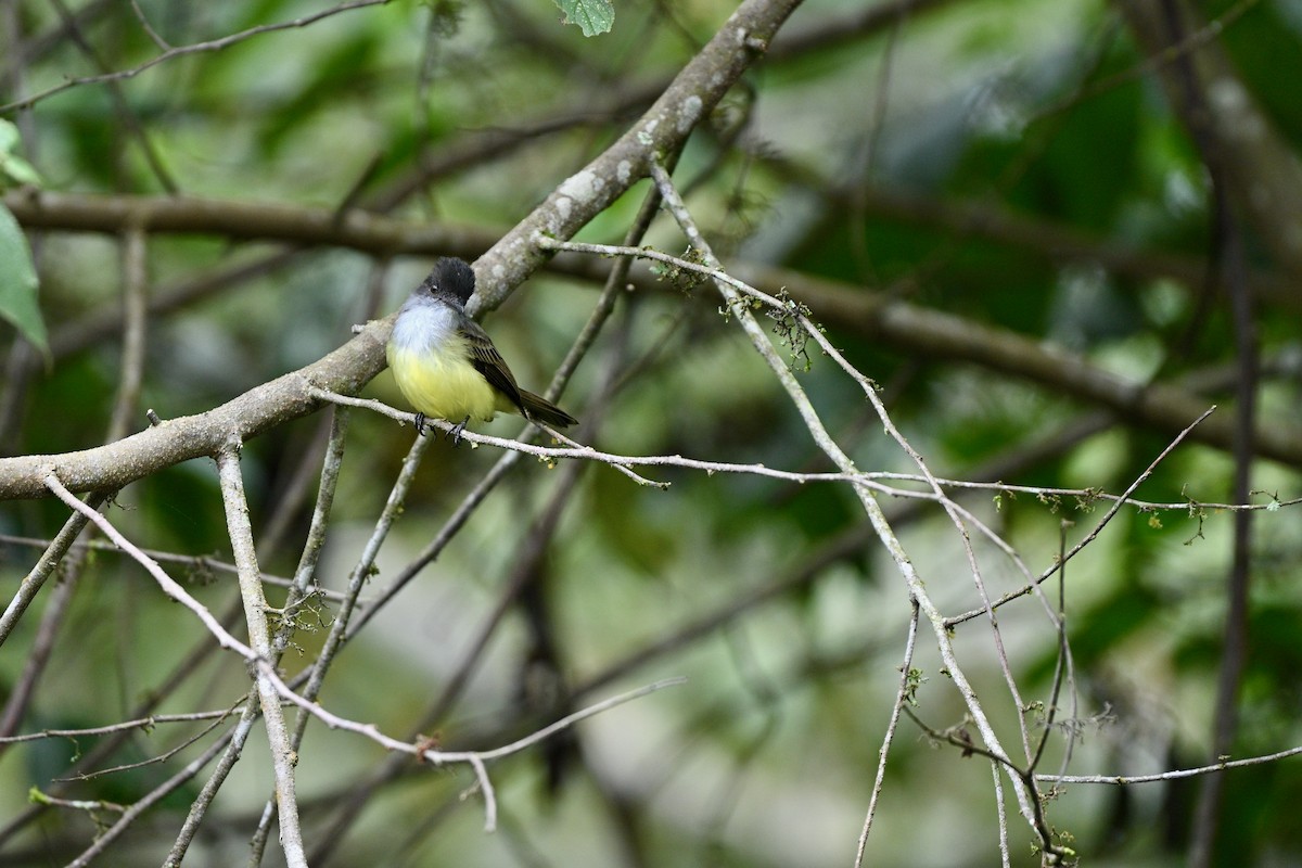 Dusky-capped Flycatcher - ML646851595