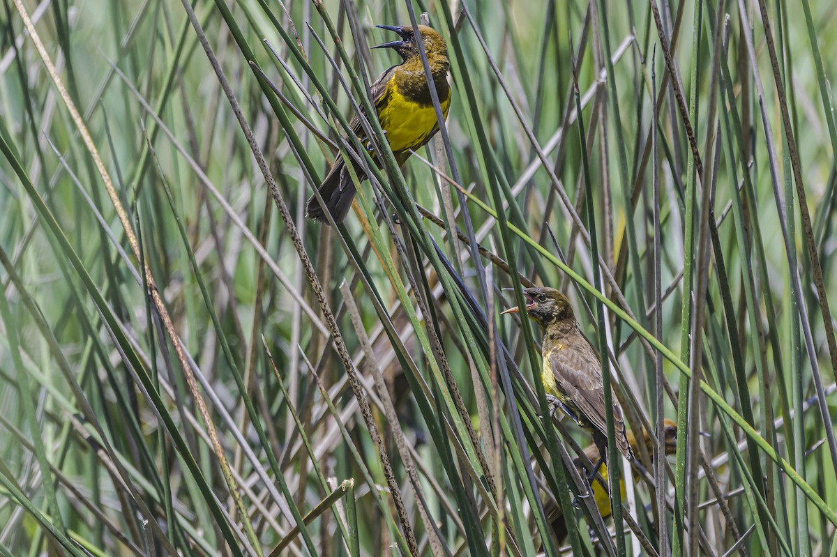 Brown-and-yellow Marshbird - ML646851596