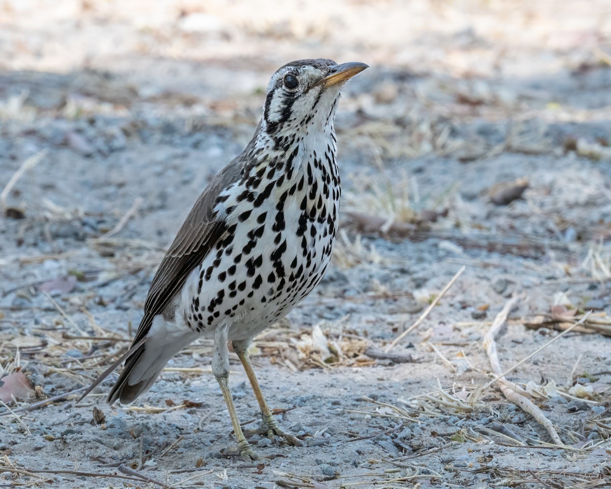 Дрізд-землекоп - ML646851597