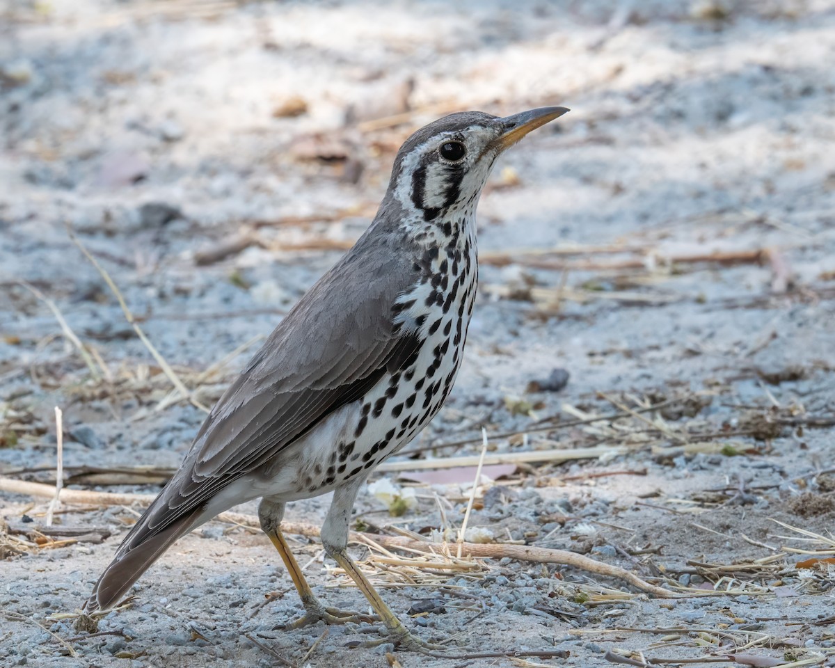 Дрізд-землекоп - ML646851598
