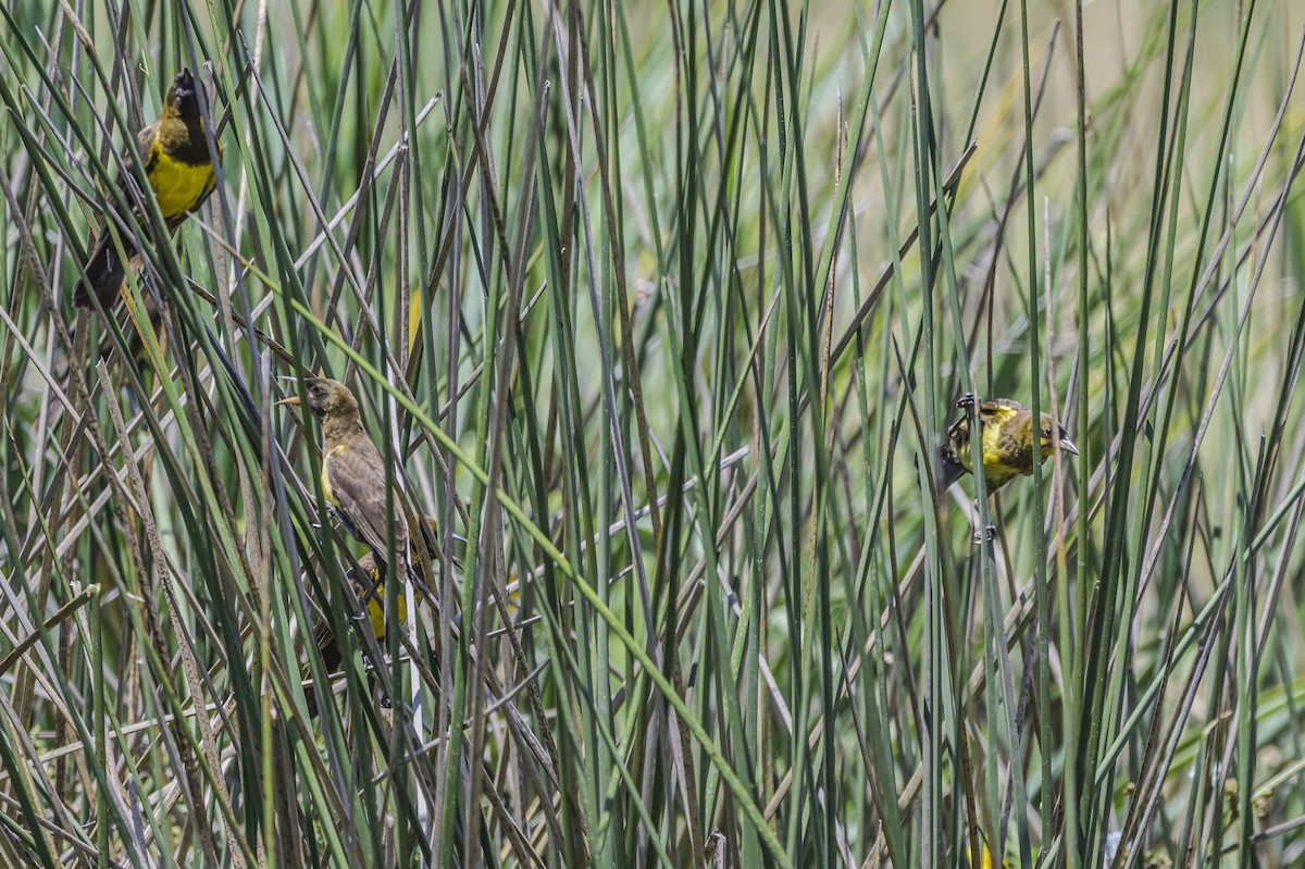 Brown-and-yellow Marshbird - ML646851599