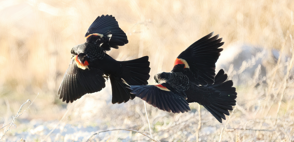 Red-winged Blackbird - ML646851600