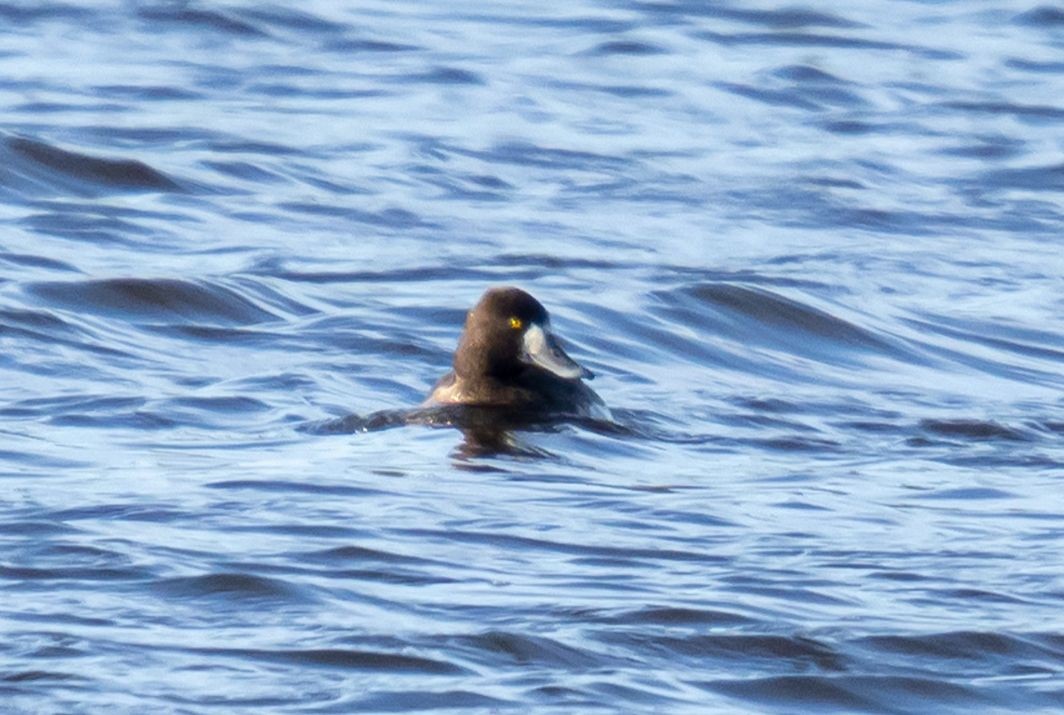 コスズガモ - ML646851602