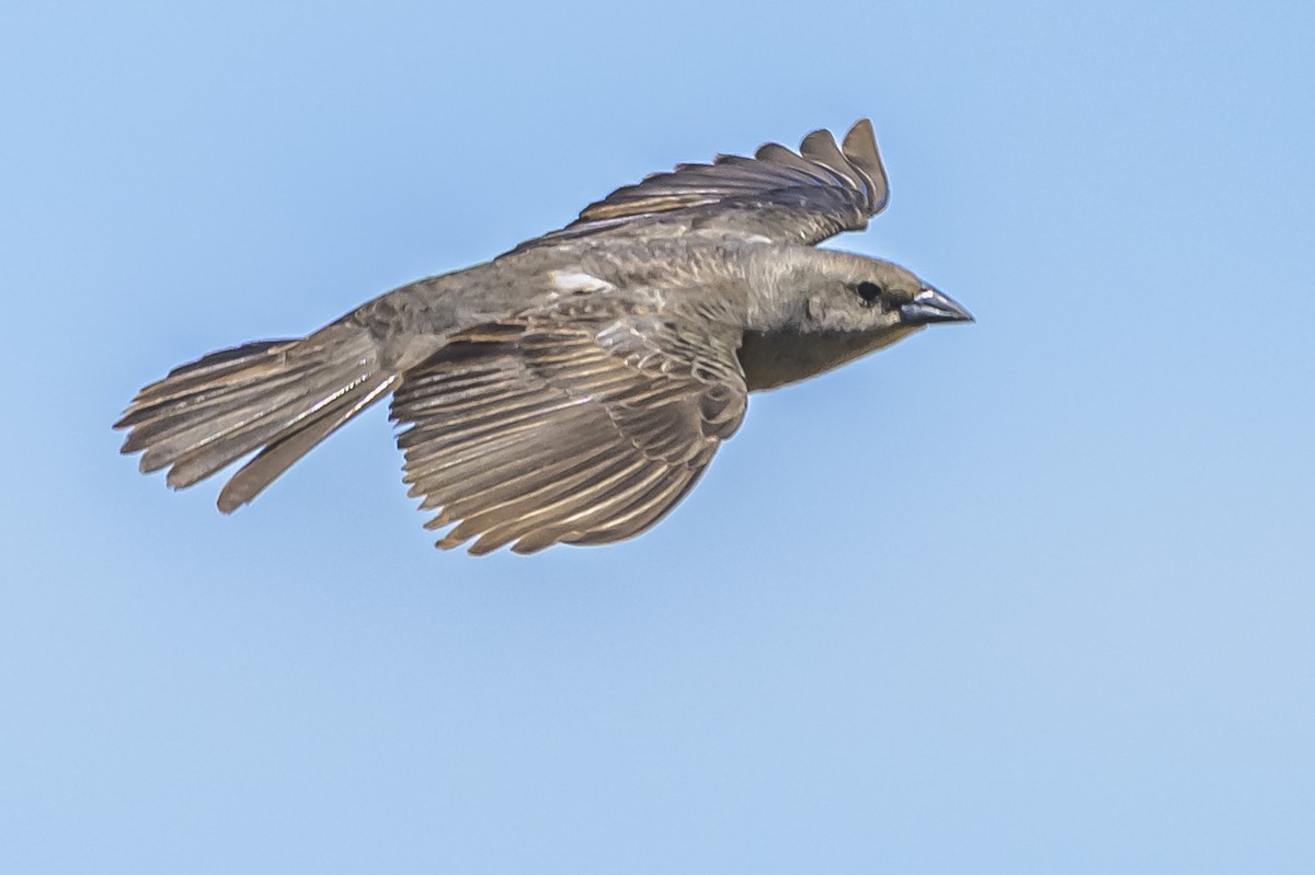 Shiny Cowbird - ML646851607