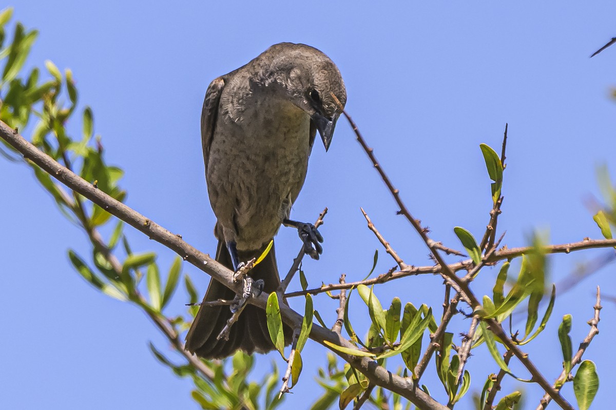 Shiny Cowbird - ML646851608