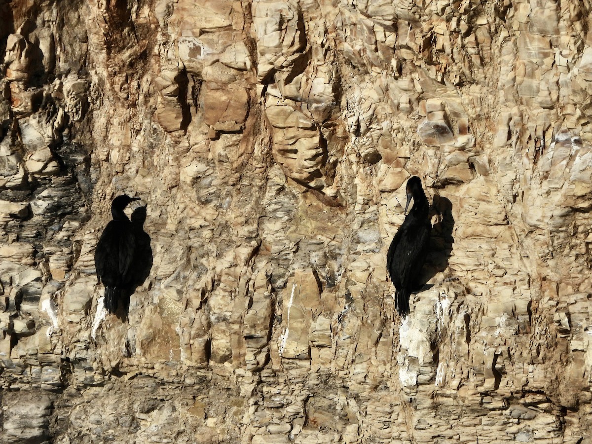 Brandt's Cormorant - ML646851609