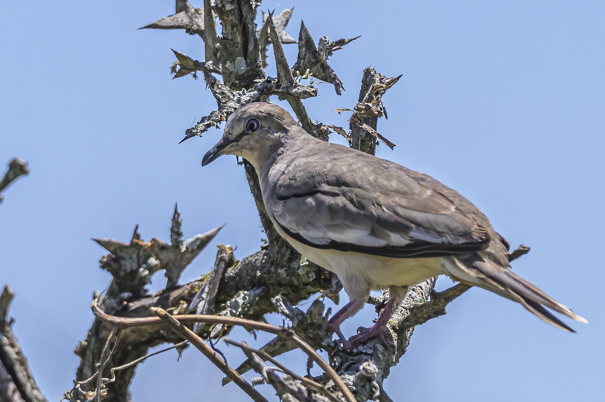 Picuitäubchen - ML646851612