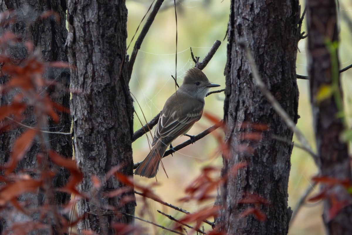 Ash-throated Flycatcher - ML646851614
