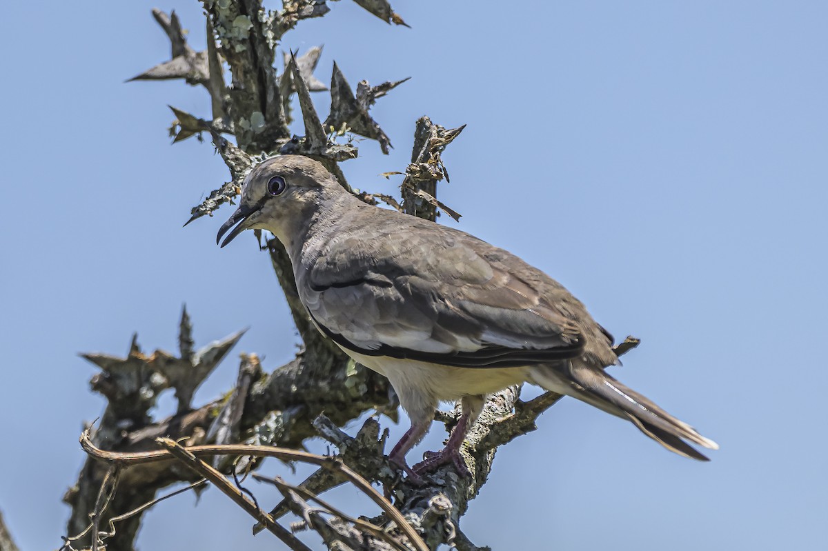 Picuitäubchen - ML646851615