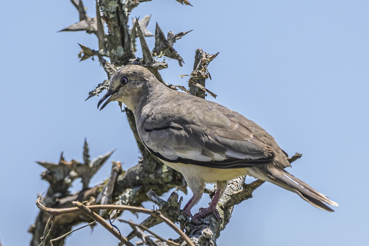 Picuitäubchen - ML646851616