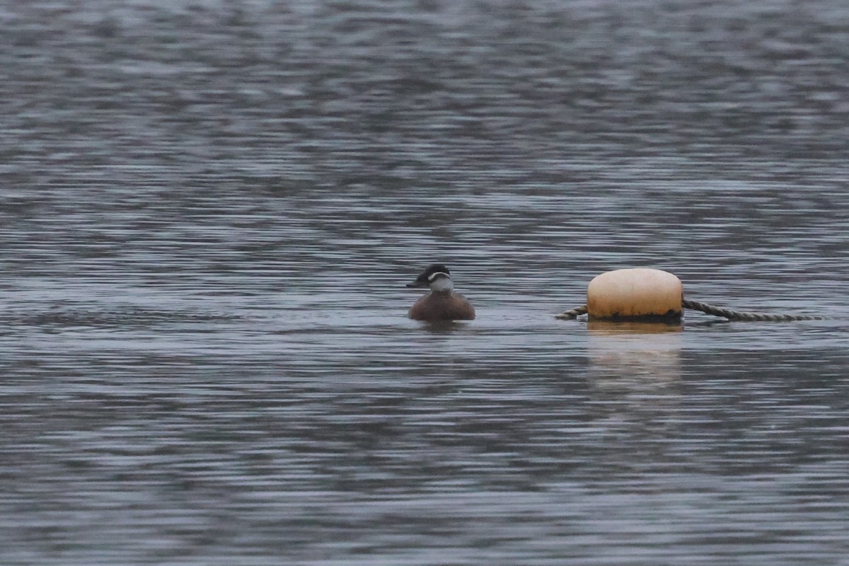 Ahate buruzuria - ML646851617