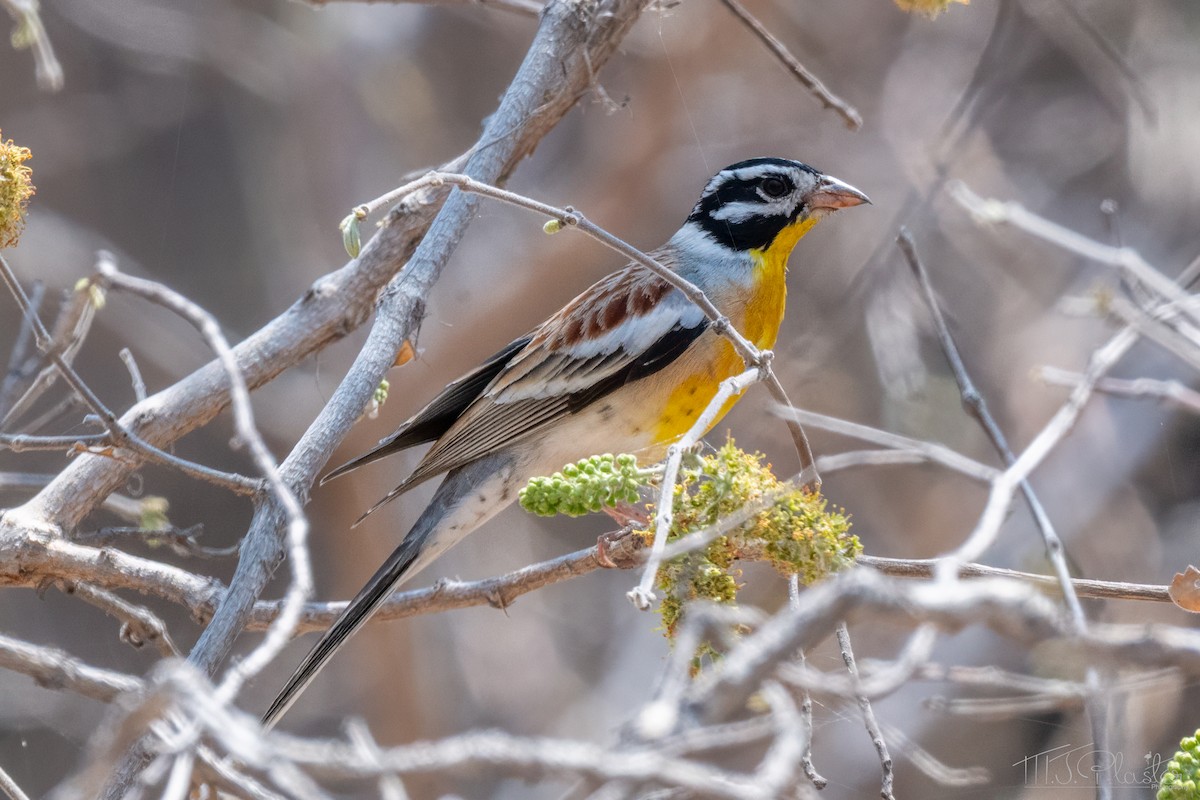 Вівсянка жовточерева - ML646851618
