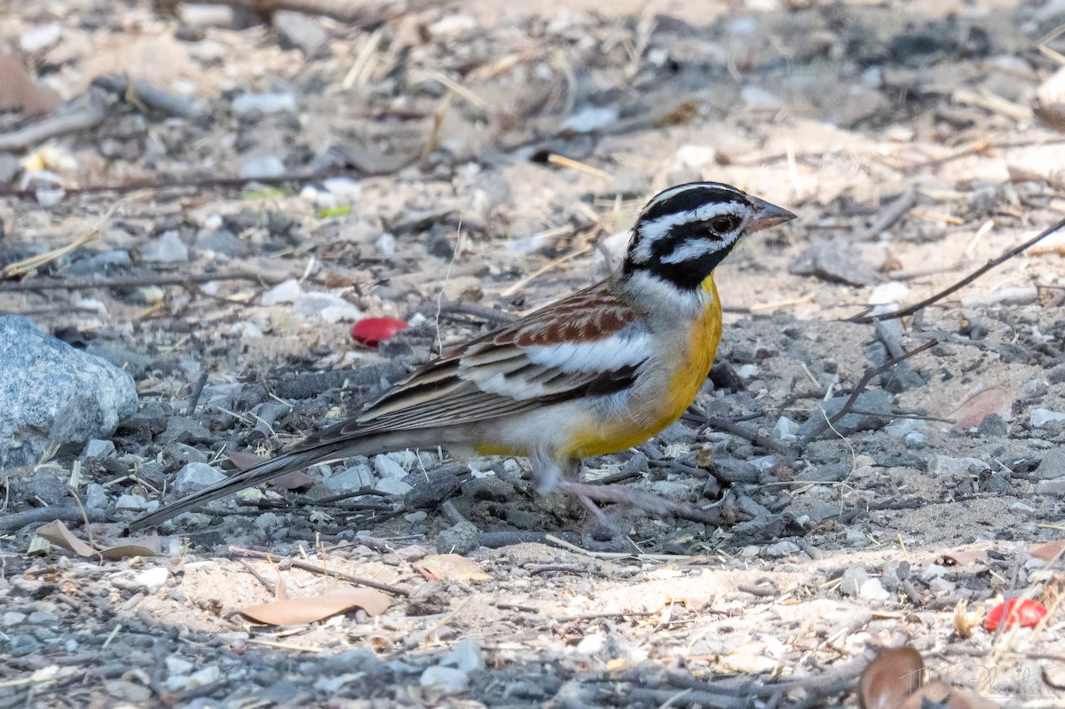 Вівсянка жовточерева - ML646851619