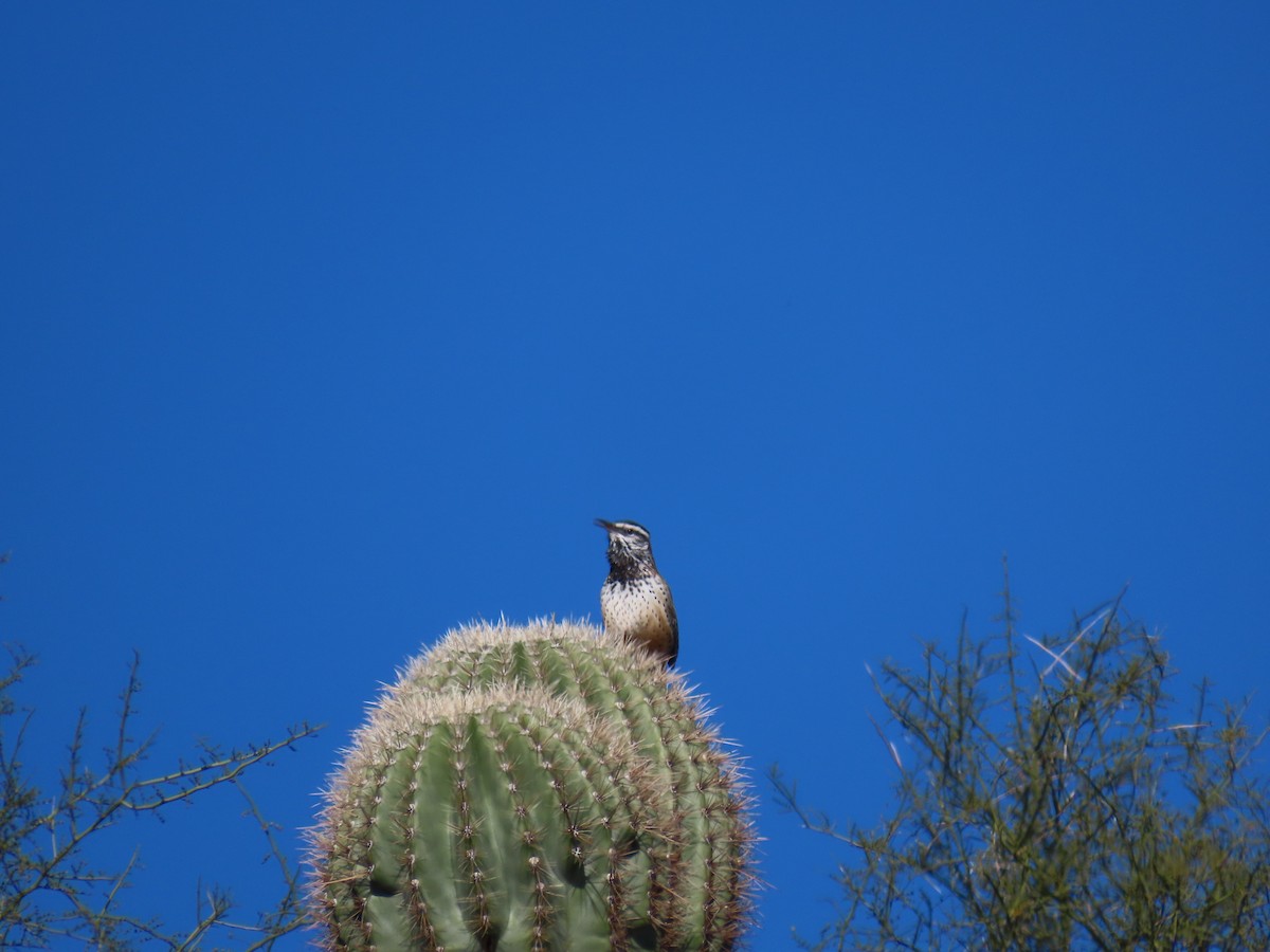 Cactus Wren - ML646851620