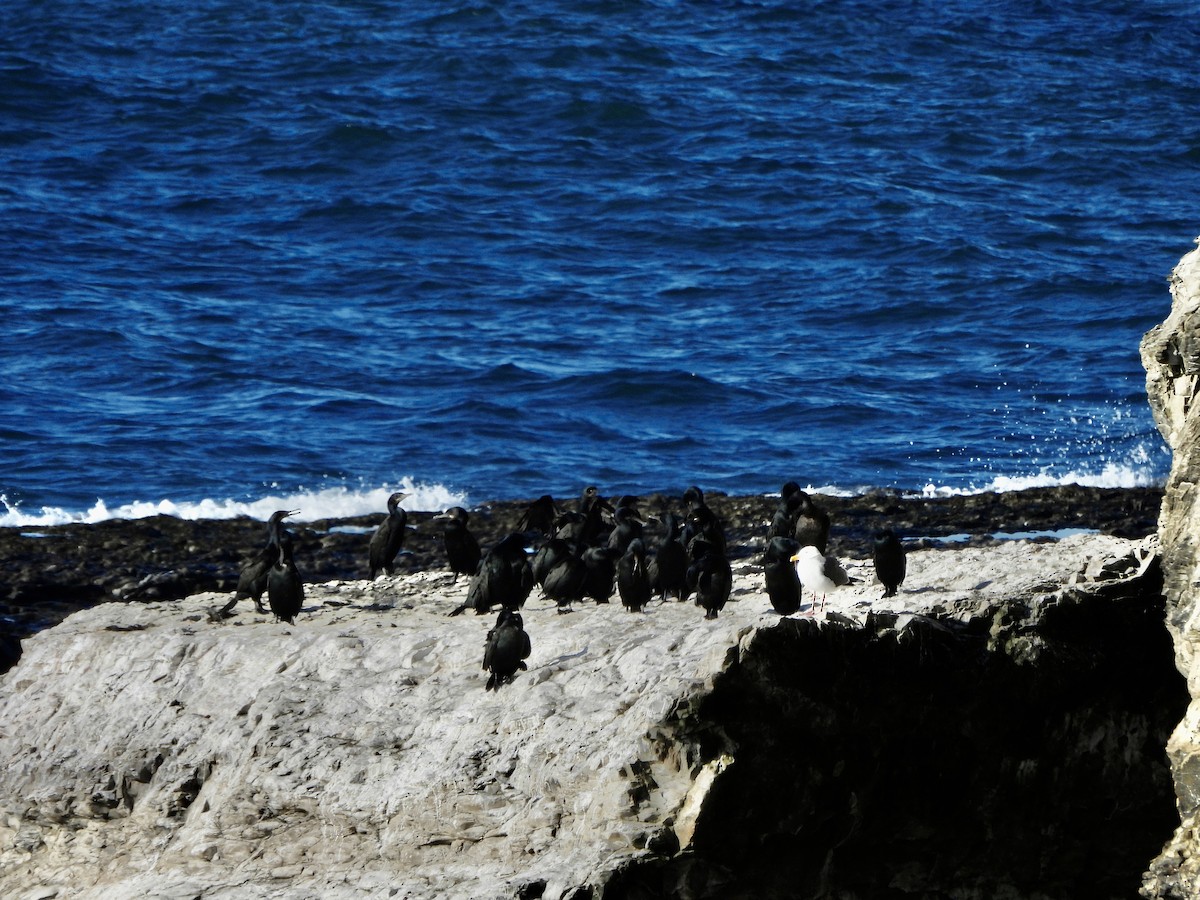 Brandt's Cormorant - ML646851621