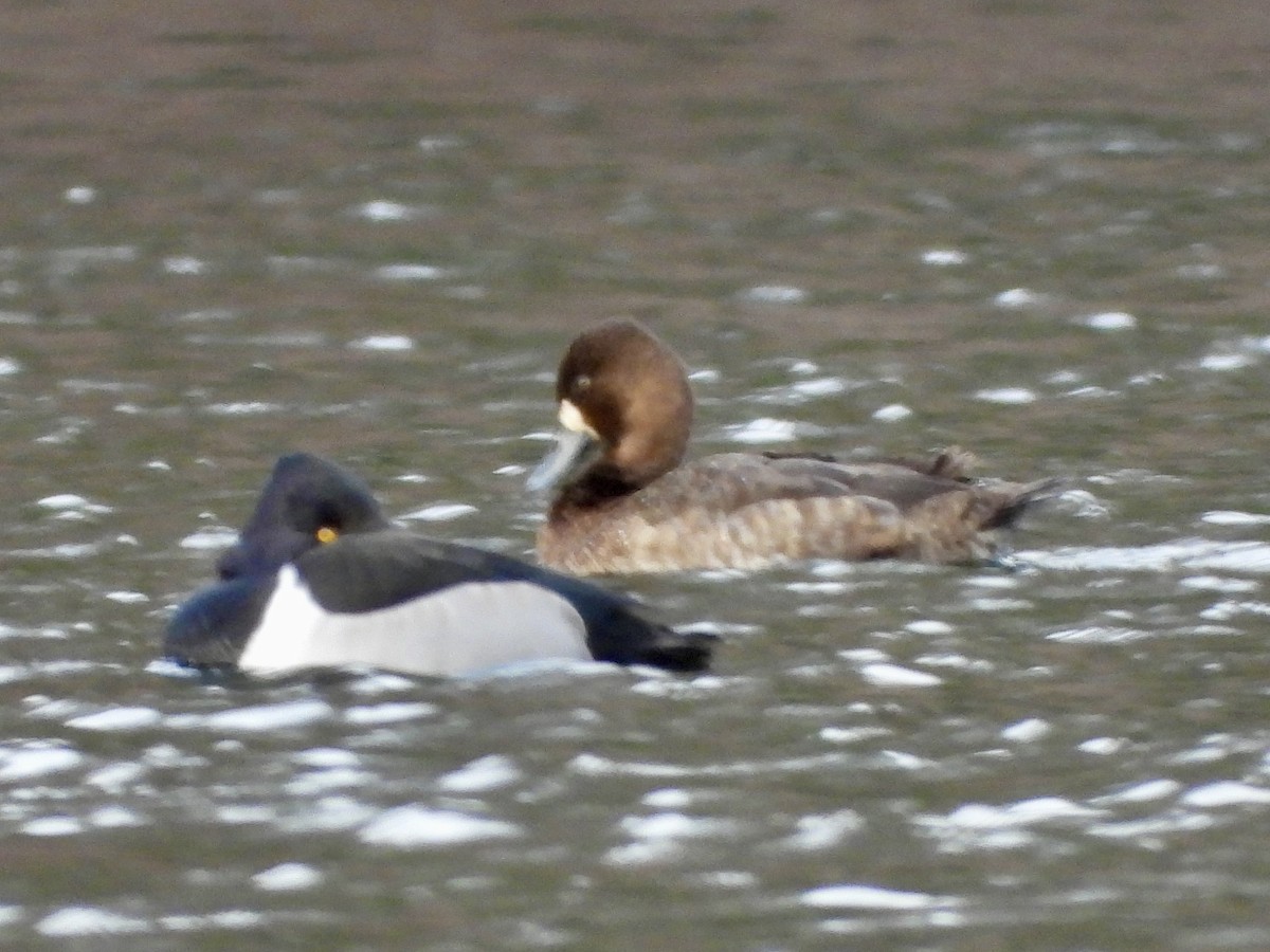 コスズガモ - ML646851622