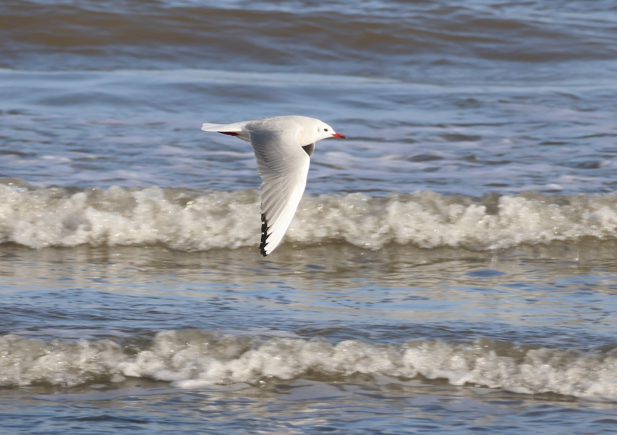 Black-headed Gull - ML646851627