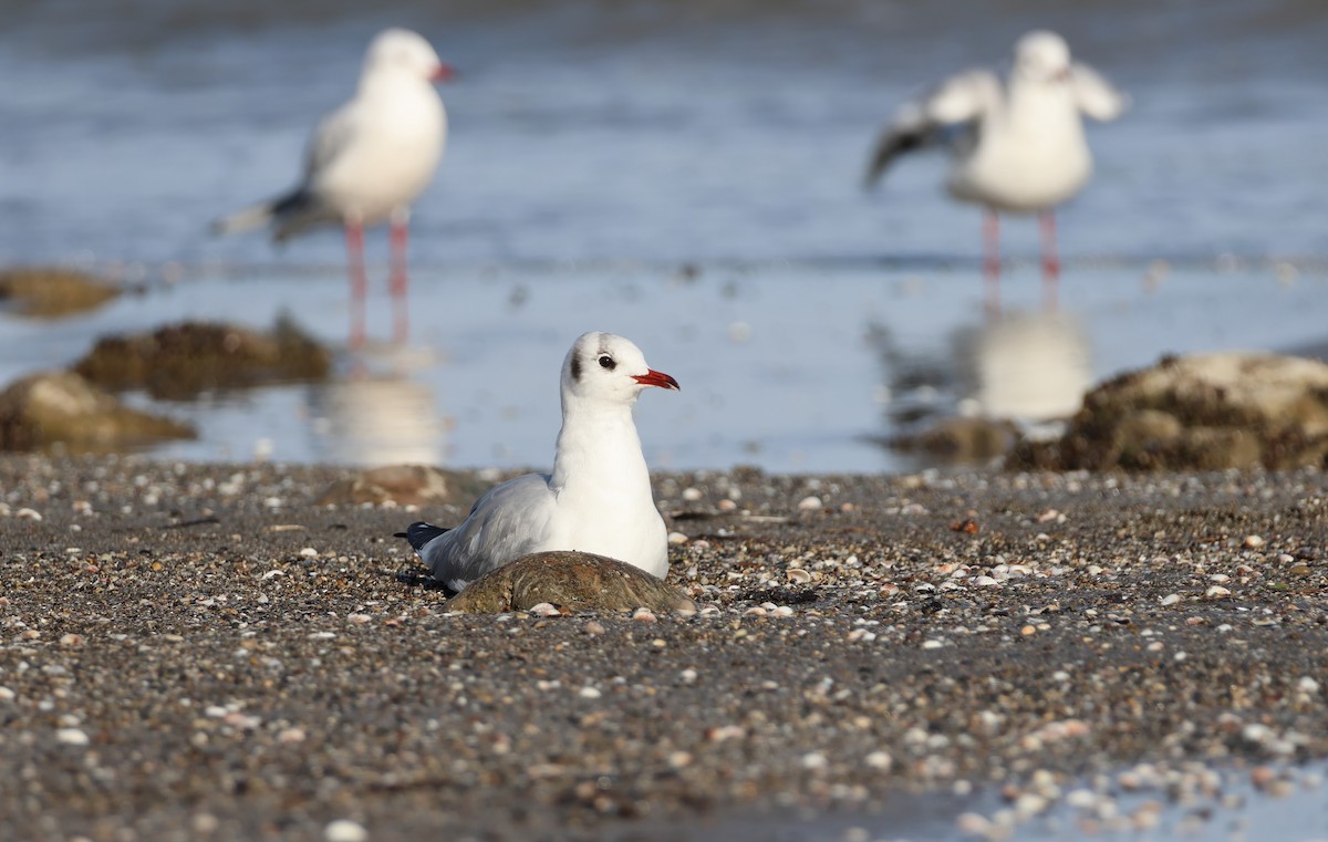 Black-headed Gull - ML646851628