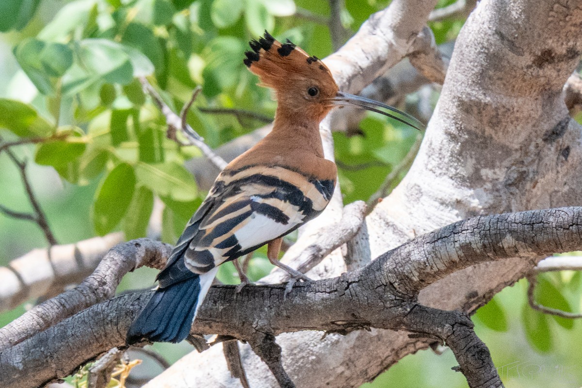 Одуд євразійський - ML646851629