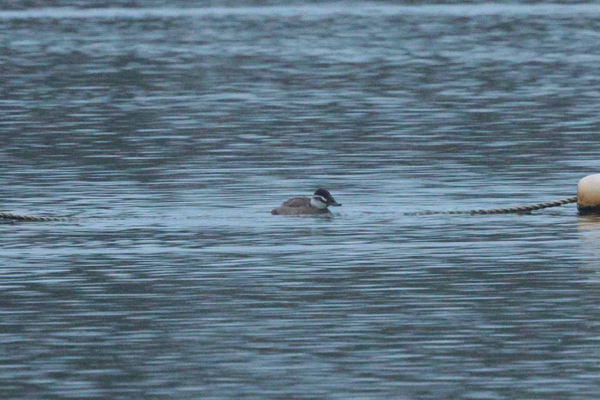 Ahate buruzuria - ML646851638