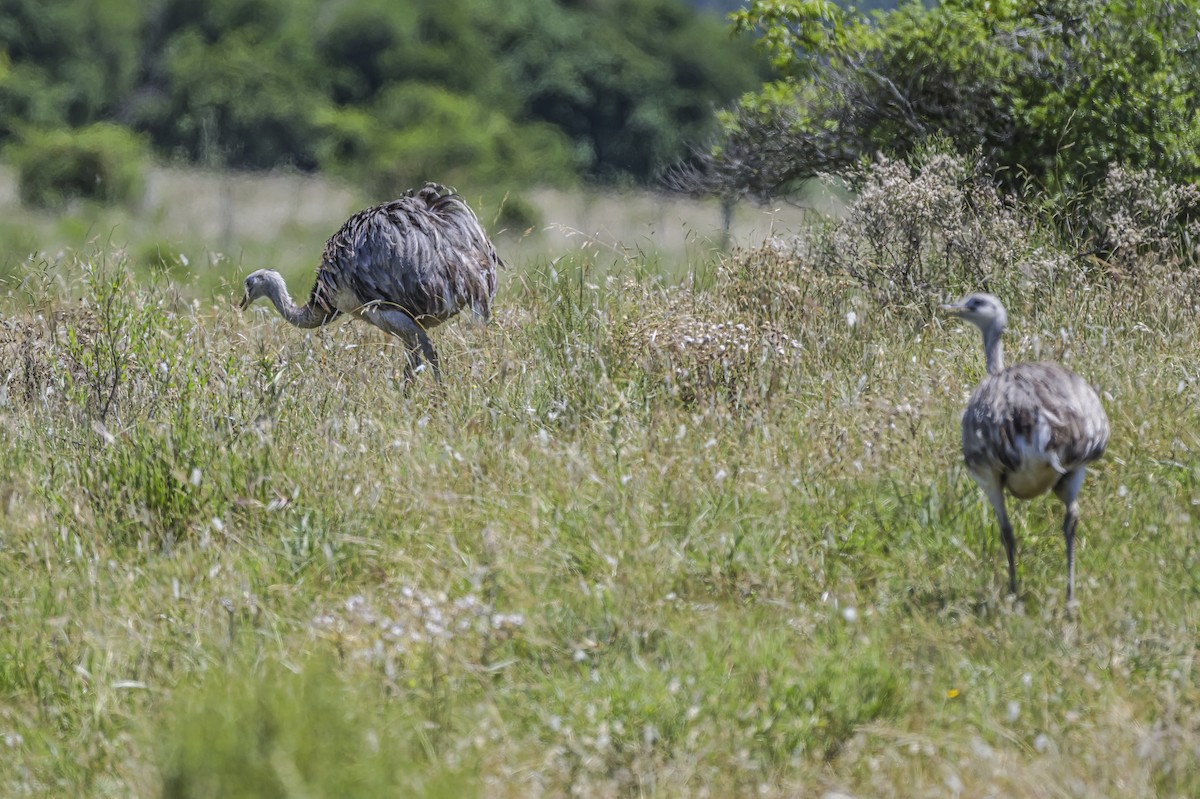 Greater Rhea - ML646851642