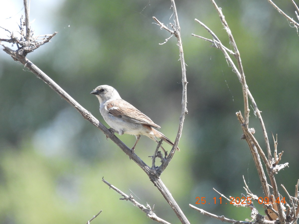 Southern Gray-headed Sparrow - ML646851643