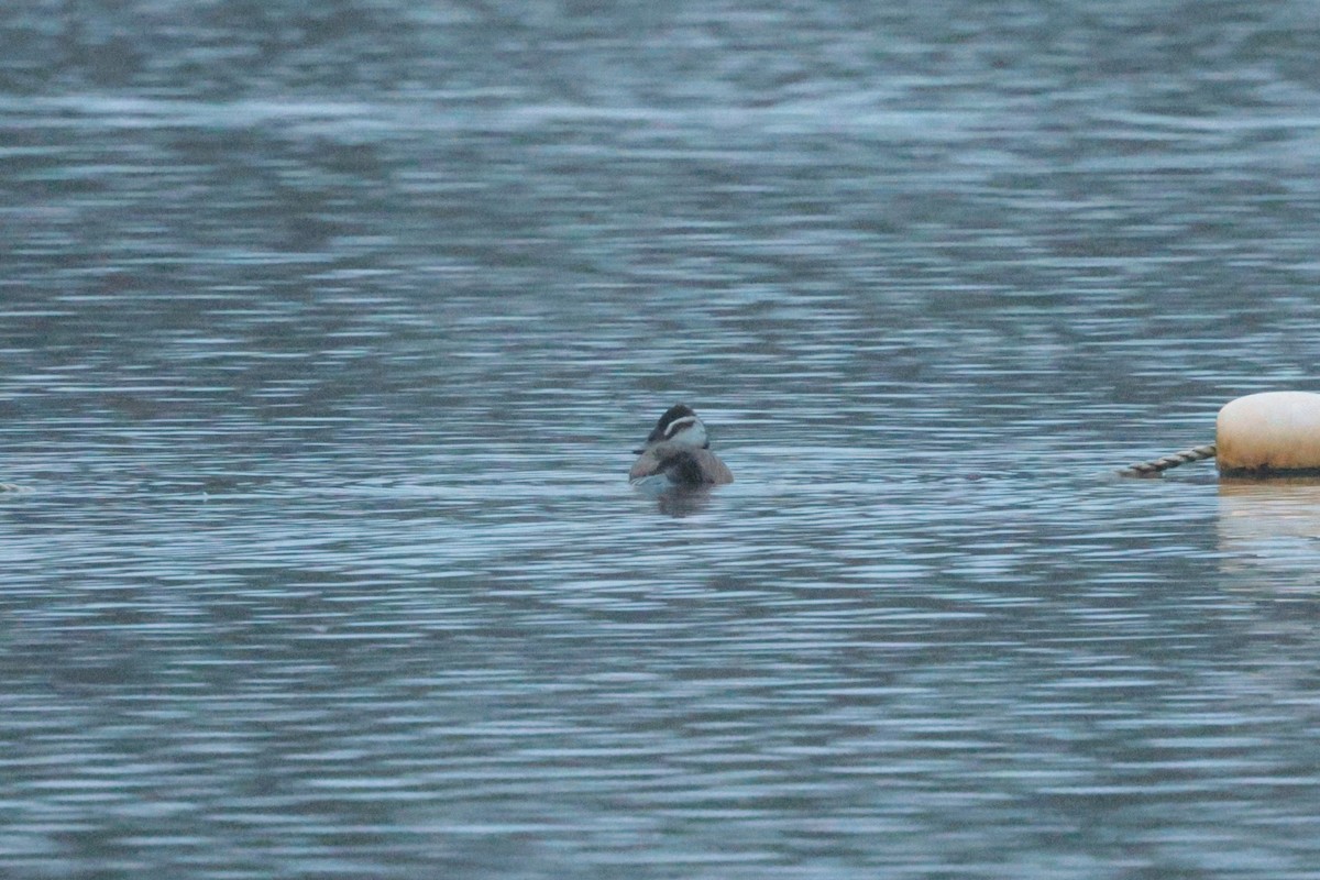 Ahate buruzuria - ML646851646