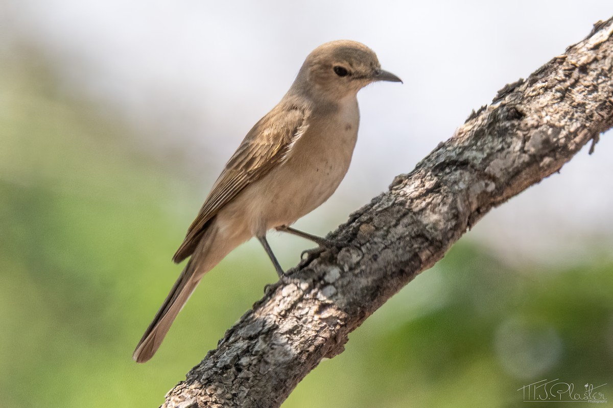 Мухарка бліда [група pallidus] - ML646851653