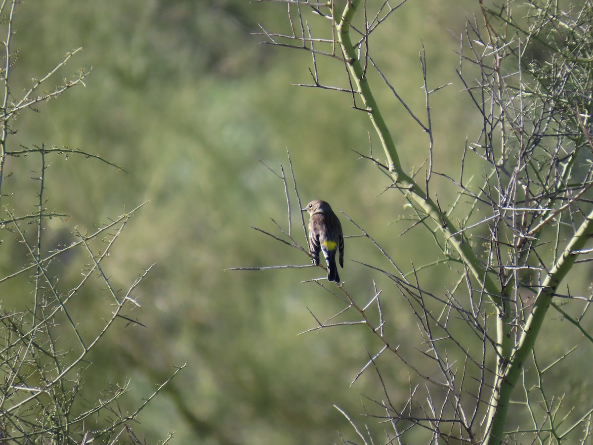 Пісняр-лісовик жовтогузий - ML646851655