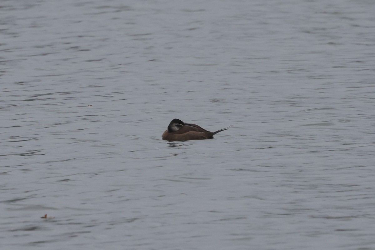 Ahate buruzuria - ML646851657