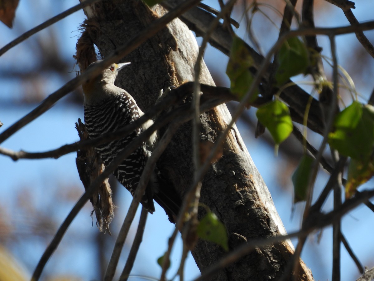 Golden-fronted Woodpecker - ML646851658