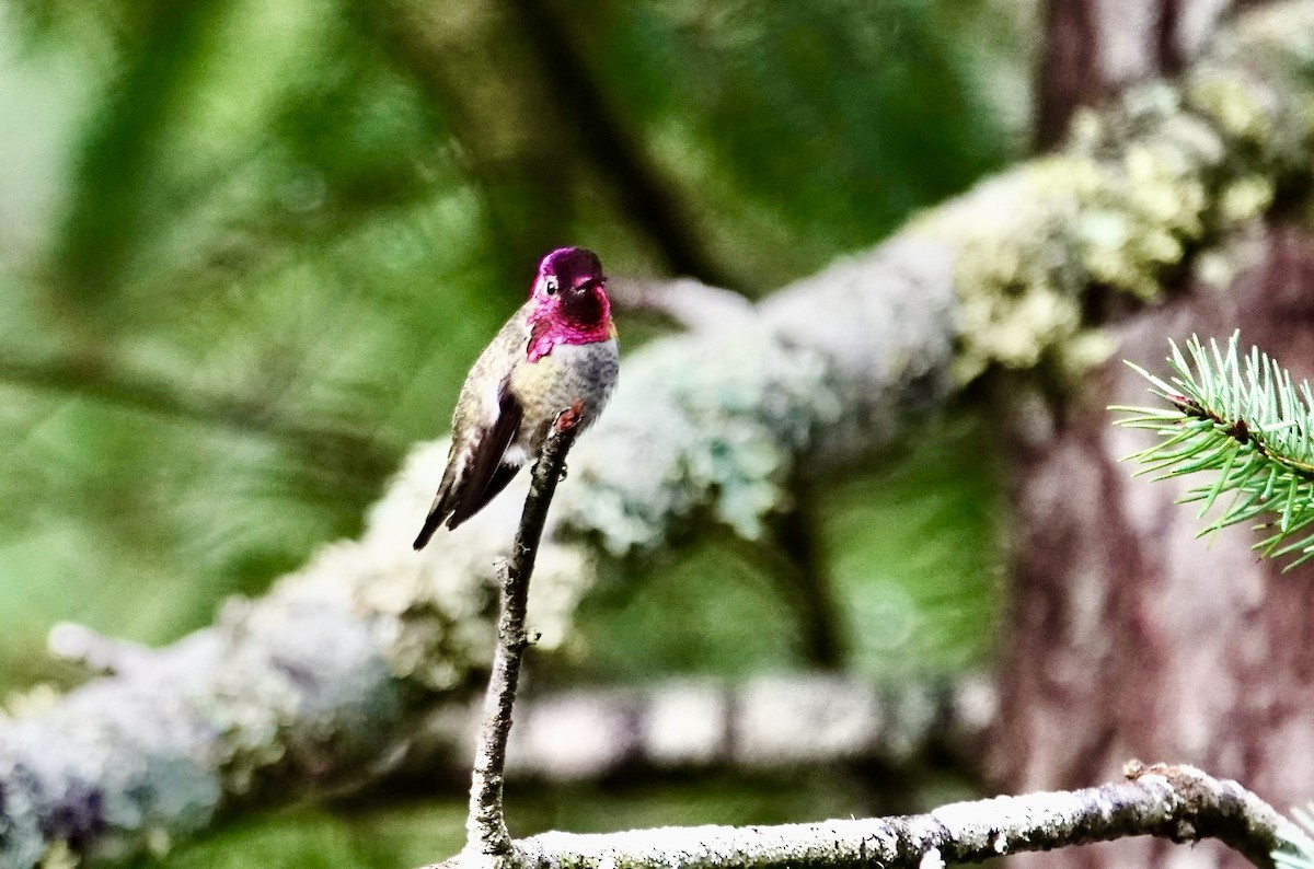 Anna's Hummingbird - ML646851659