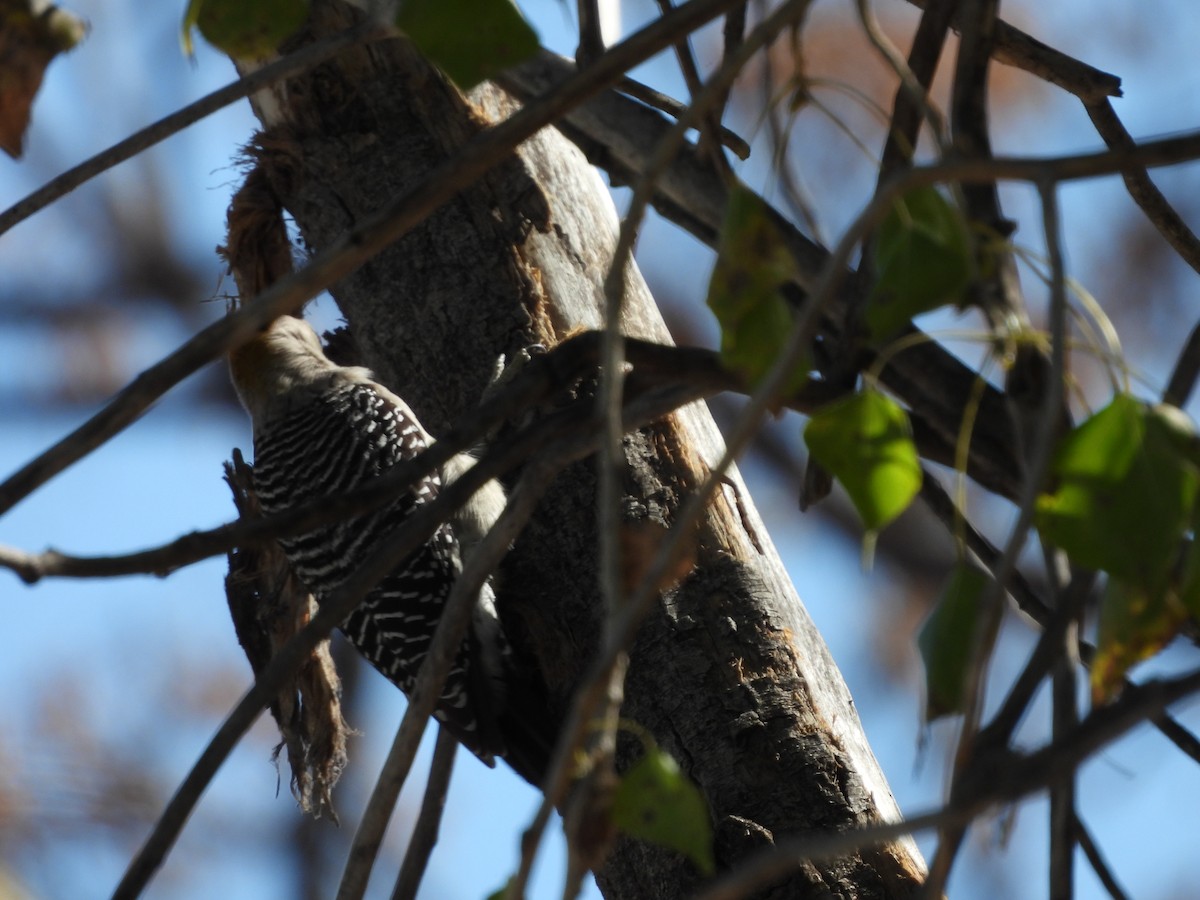 Golden-fronted Woodpecker - ML646851660