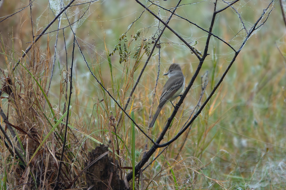 Ash-throated Flycatcher - ML646851666