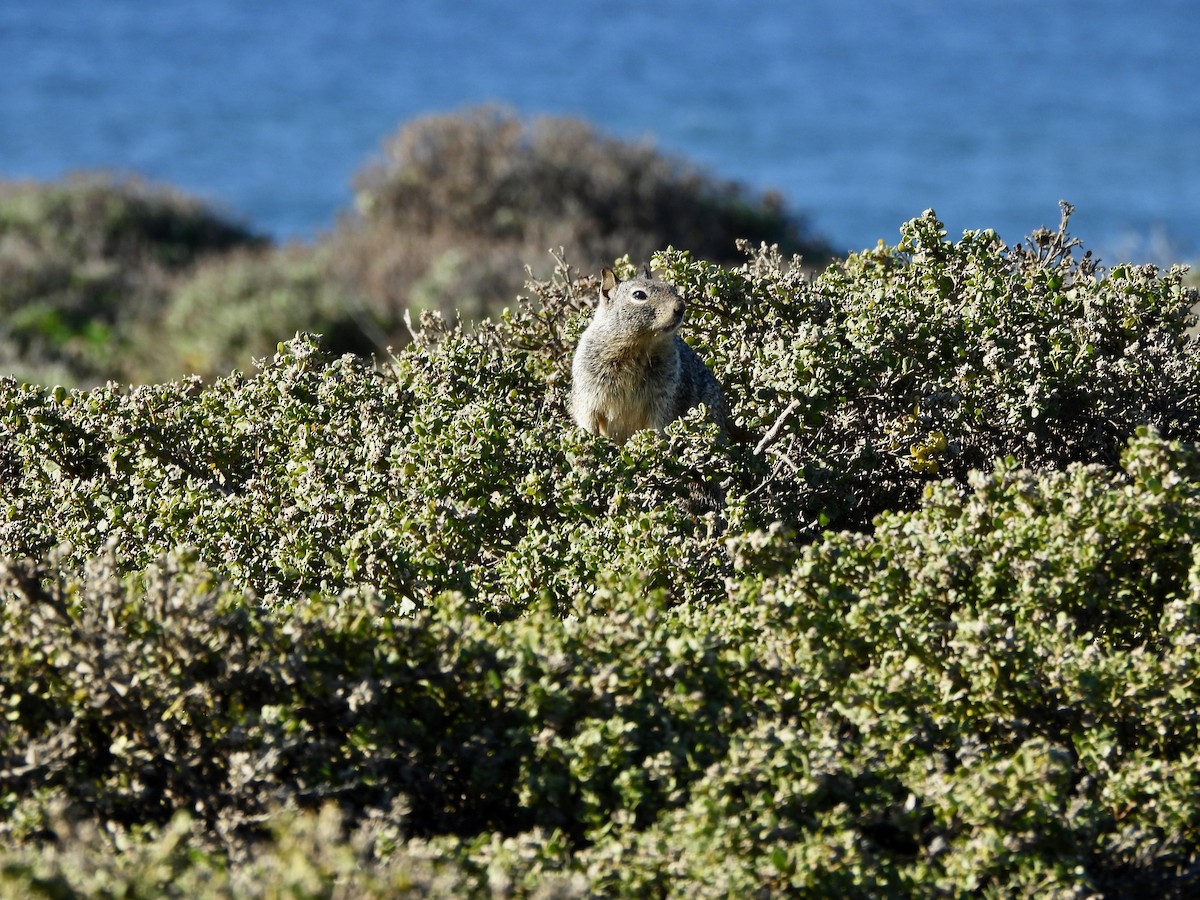 Animals - ML646851670