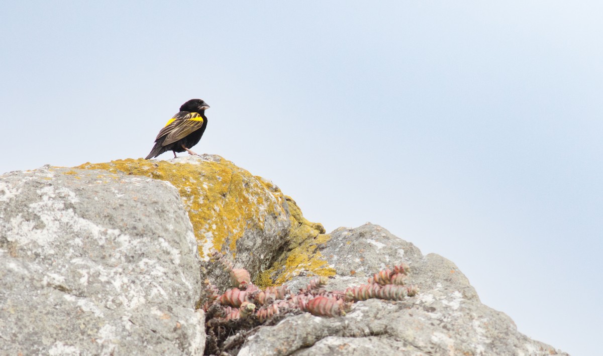 Samtweber - ML646851675