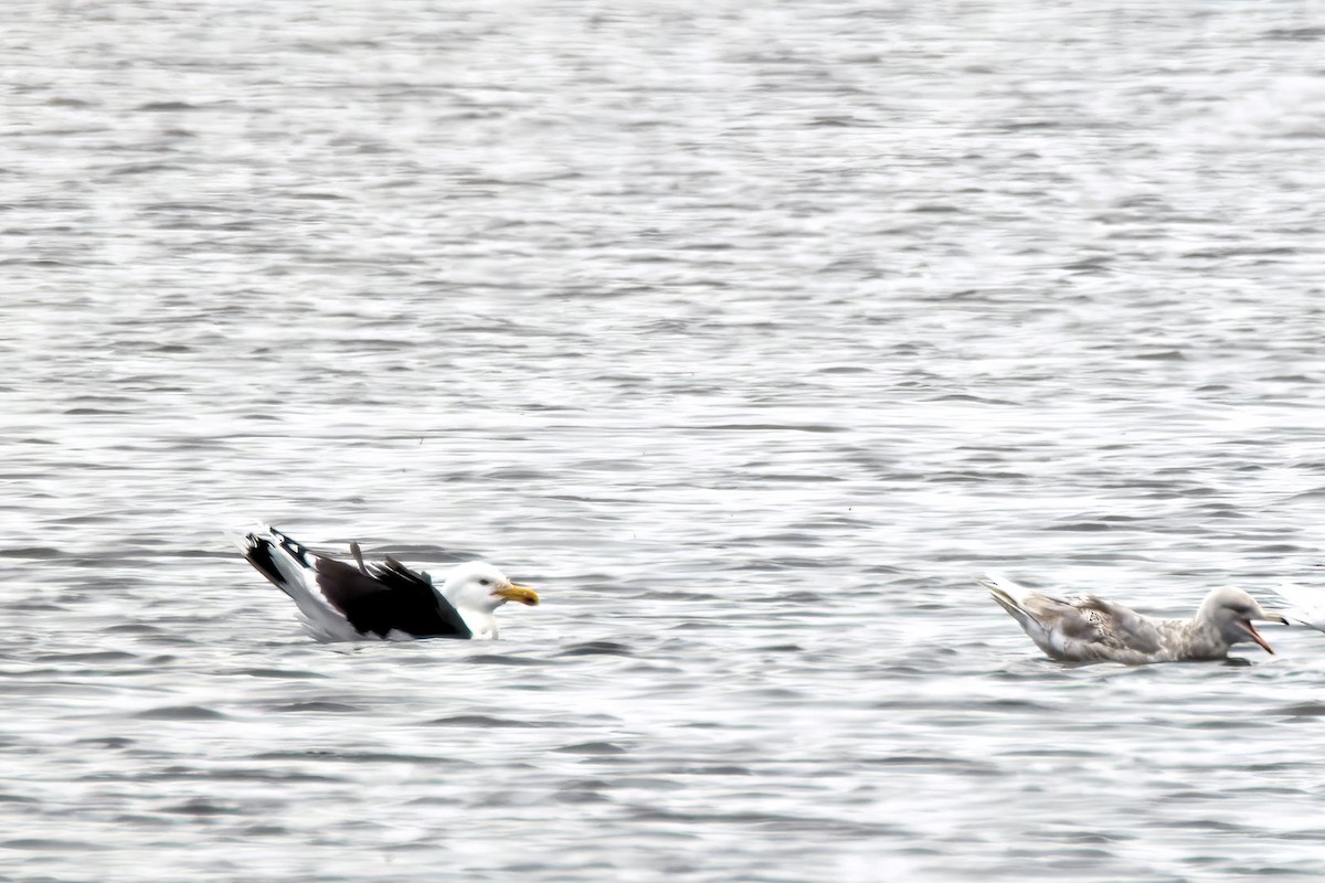 Морская чайка - ML646851686