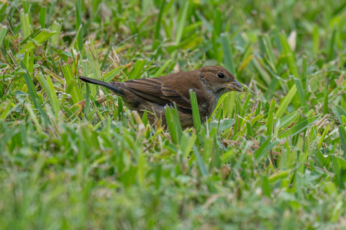 indigospurv - ML646851687