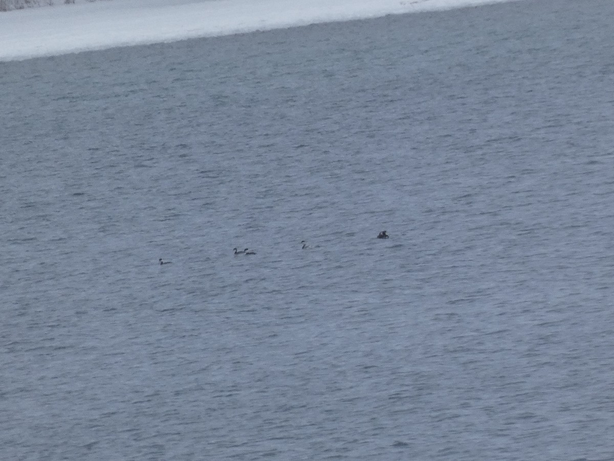 Horned Grebe - ML646851694