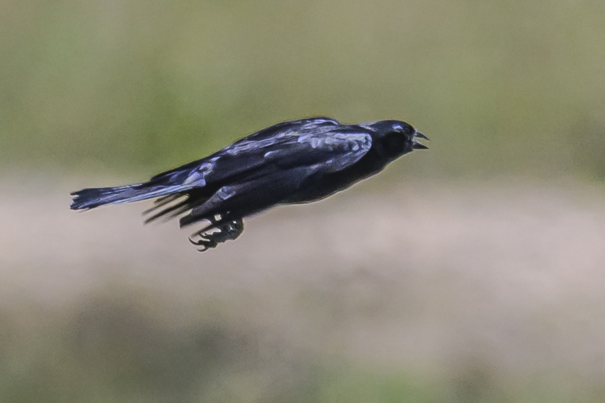 Shiny Cowbird - ML646851695