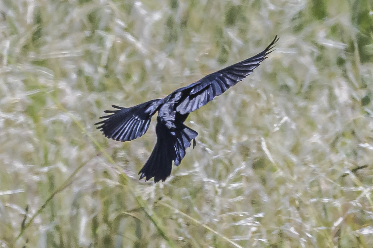 Shiny Cowbird - ML646851699