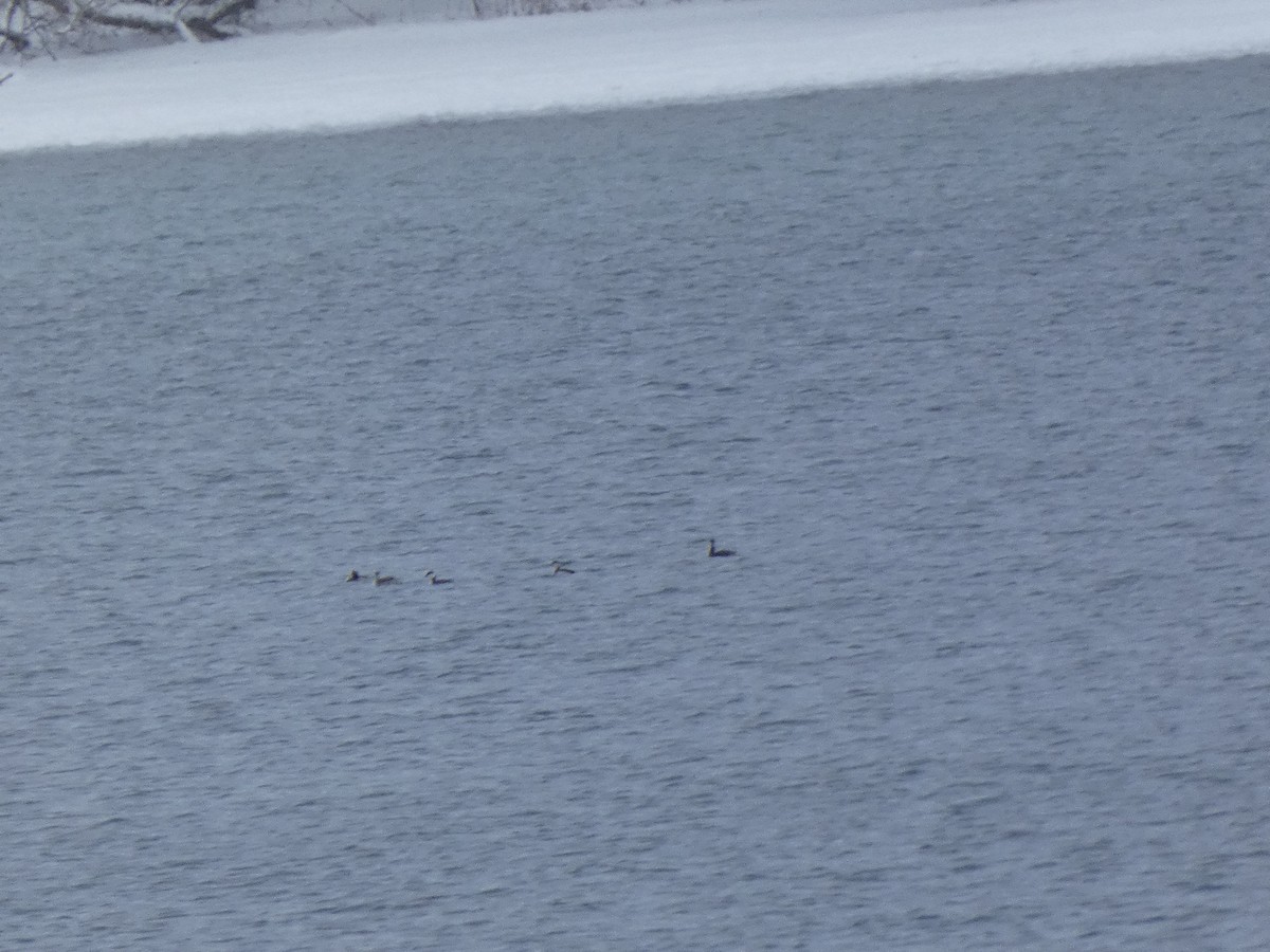 Horned Grebe - ML646851701