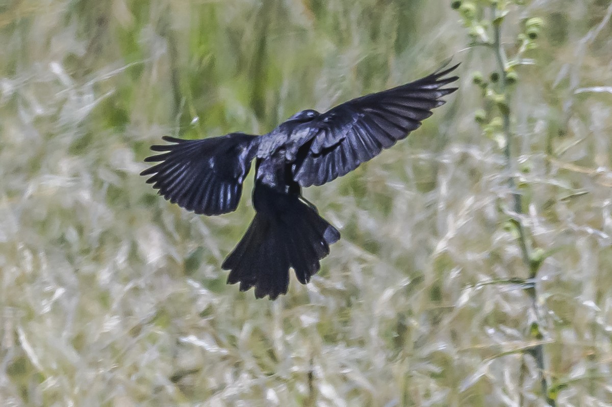 Shiny Cowbird - ML646851705