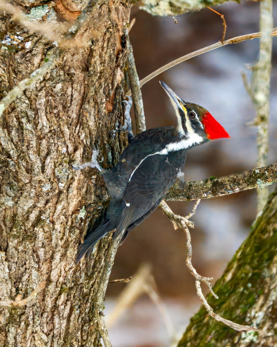 Pileated Woodpecker - ML646851706
