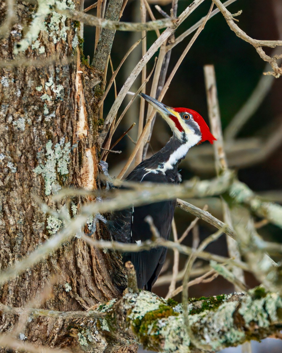 Pileated Woodpecker - ML646851707