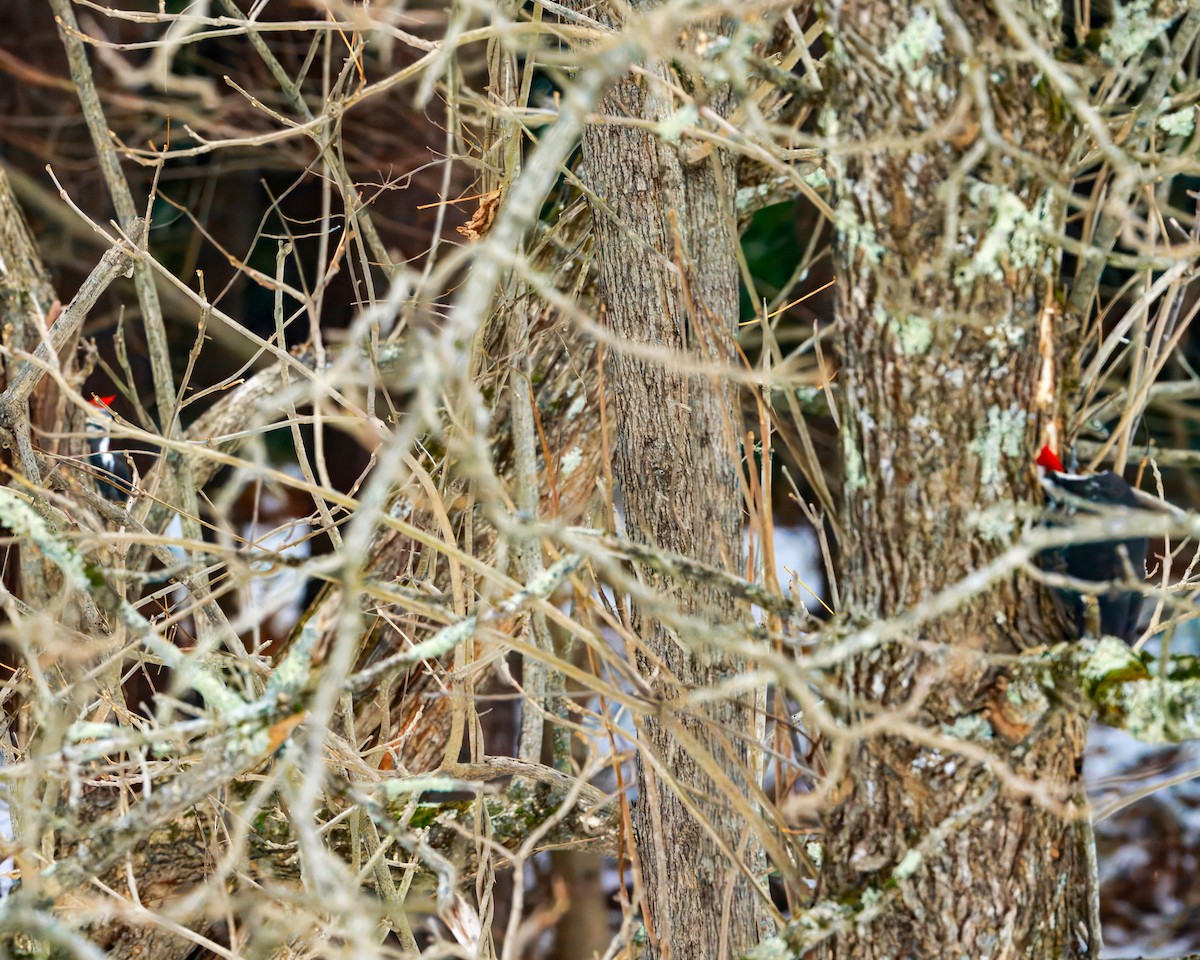Pileated Woodpecker - ML646851708