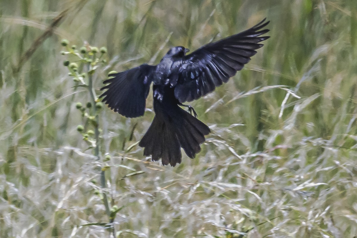 Shiny Cowbird - ML646851709