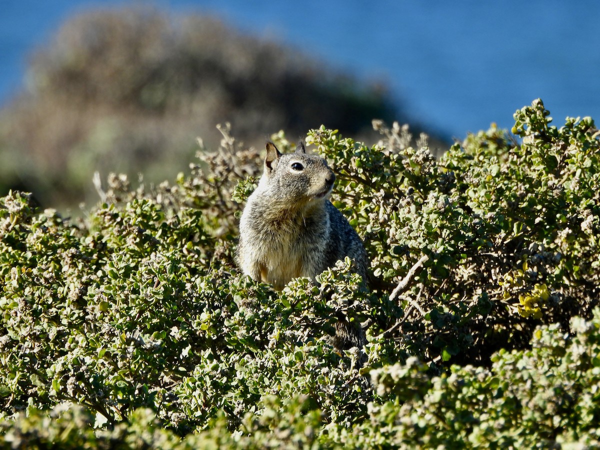 Animals - ML646851716