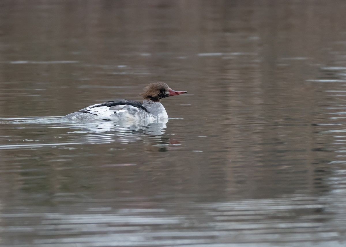 Common Merganser - ML646851725